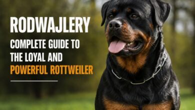 Rodwajlery